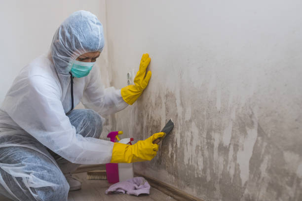 Best Mold Cleaning Services  in Mentone, IN