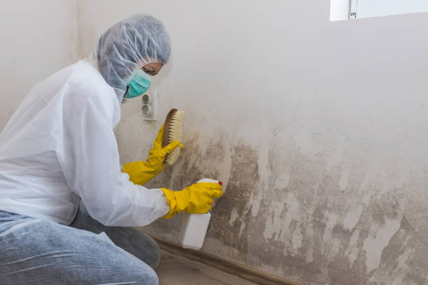 Best Affordable Mold Removal  in Mentone, IN