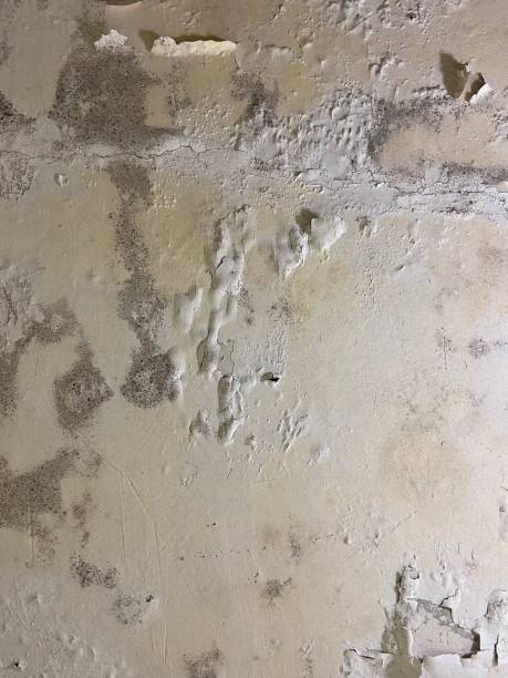 Best Mold Damage Repair  in Mentone, IN